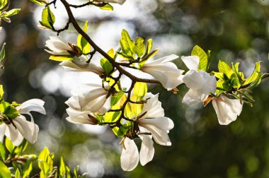 Bahar bahçesinde çiçek açan beyaz manolyalar