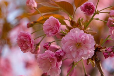 Çiçek açan kiraz ağaç bahar bahçe