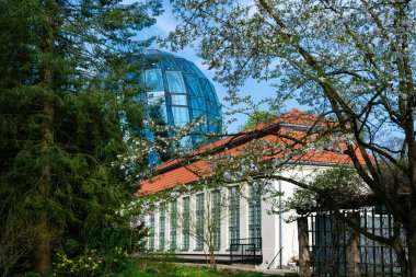 Bahar Oliwa bahçesinde beyaz manolyalar ve cam palmiye evi, Gdansk