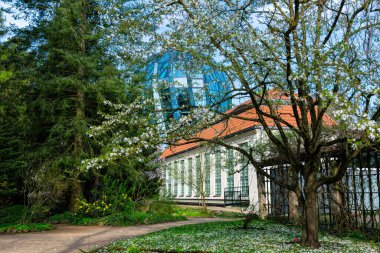Bahar Oliwa bahçesinde beyaz manolyalar ve cam palmiye evi, Gdansk