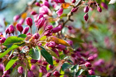 Narin pembe elma çiçeği arkaplanı