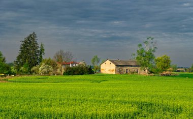 Yeşil ekili tarlaların arasında eski bir çiftlik. Avrupa 'da tarım