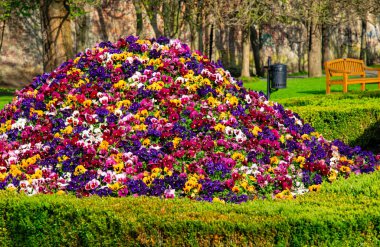 Gdansk 'taki Oliwa Park' ta çim ve çiçek yatakları.