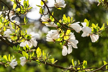 Bahar bahçesinde çiçek açan beyaz manolyalar