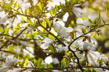 Bahar bahçesinde çiçek açan beyaz manolyalar