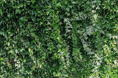 Ivy arka planda kalır. Yeşil çit