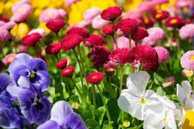 Pembe yumuşak papatyalar. Annemin bahar tatili.