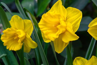 Bahar bahçesinde çiçek açan nergisler