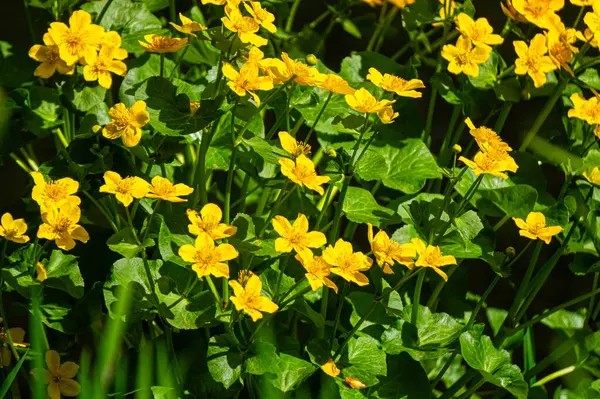 Nehir kıyısındaki güzel sarı ranunculus.