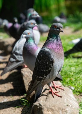 Sokakta güvercinleri beslemek