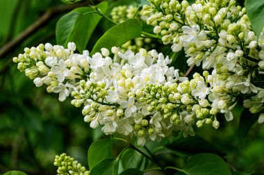 Güneşli bahar bahçesinde açan beyaz leylak