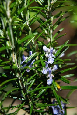 Bahar bitkisi bahçesinde çiçek açan biberiye