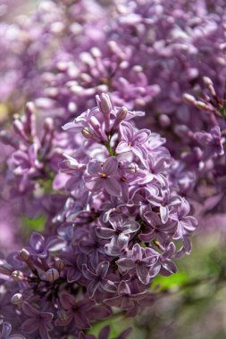 Güneşli bahar bahçesinde açan mor leylak