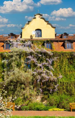 Üzüm ve salkımla kaplanmış güzel bir ev.
