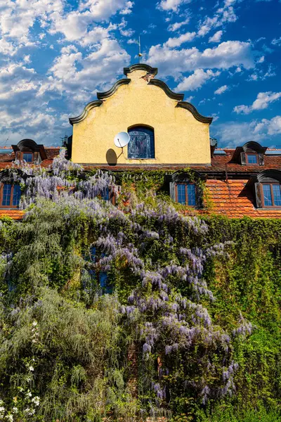 Üzüm ve salkımla kaplanmış güzel bir ev.