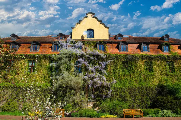 Üzüm ve salkımla kaplanmış güzel bir ev.