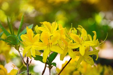 Bahar parkında sarı rhododendron çiçekleri