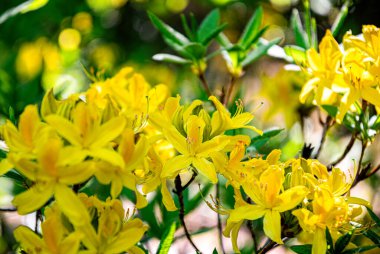Bahar parkında sarı rhododendron çiçekleri