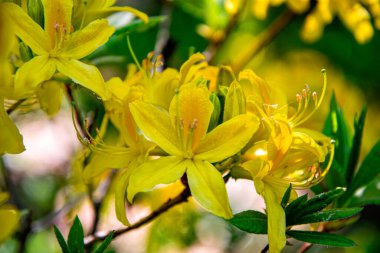 Bahar parkında sarı rhododendron çiçekleri