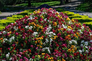  Gdansk 'taki Oliwa Park' ta çim ve çiçek yatakları.