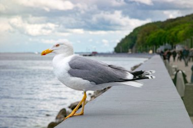 Gdynia 'da Baltık Denizi kıyısında martı