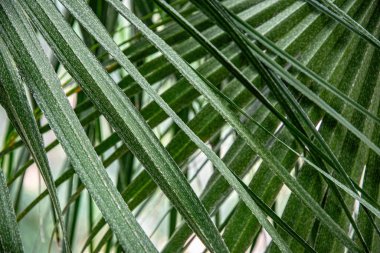 Palmiye yaprakları, arkaplan ve doku