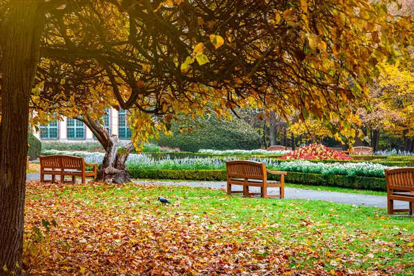 Güzel renkli sonbahar parkı. Düşen yapraklar ve park bankı