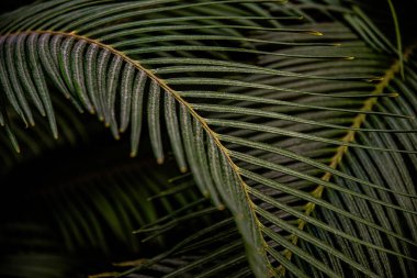 Palmiye yaprakları, arkaplan ve doku