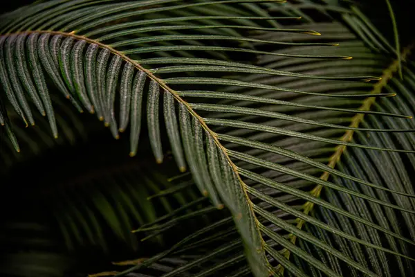 Palmiye yaprakları, arkaplan ve doku