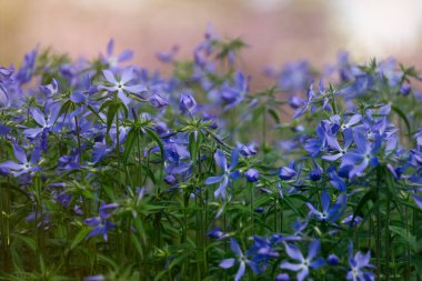 Kokulu mavi matthiola, akşam stoğu, bahçede çiçekler.