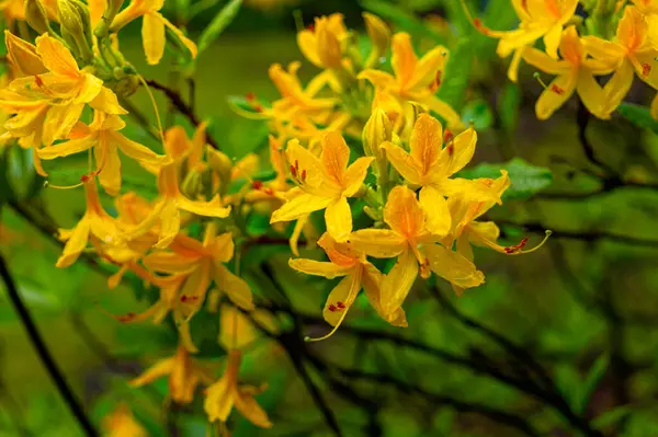Çiçekli bahar bahçesi. Sarı açelyaların güzel kokulu çiçekleri sabah güneşinde