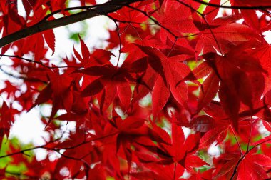 Güzel kırmızı akçaağaç yaprakları güneş ışığında