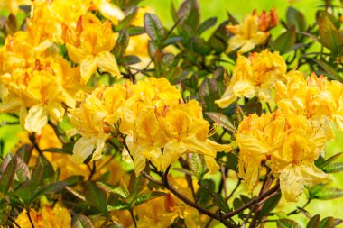Bahar parkında sarı rhododendron çiçekleri
