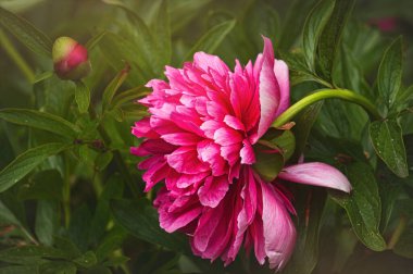 Pembe şakayık ve taze yeşil bahar bahçesi