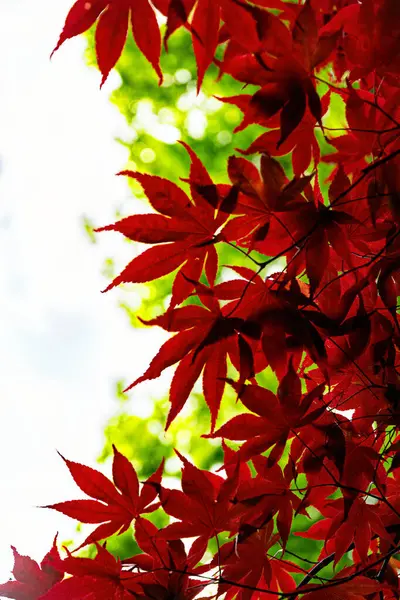 Güzel kırmızı Japon akçaağaç yaprakları güneş ışığında