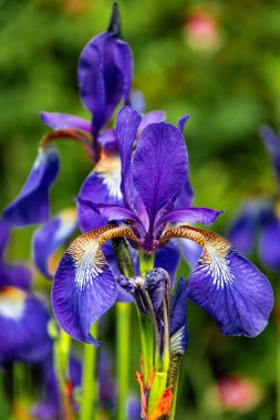 Mavi iris çiçekleri. Bahar bahçesi