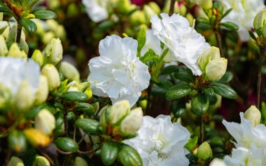 Bahar parkında beyaz rhododendron çiçeği