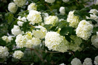 Bahar bahçesinde çiçek açan beyaz viburnum