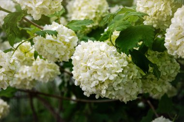 Bahar bahçesinde çiçek açan beyaz viburnum