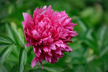 Pembe şakayık ve taze yeşil bahar bahçesi