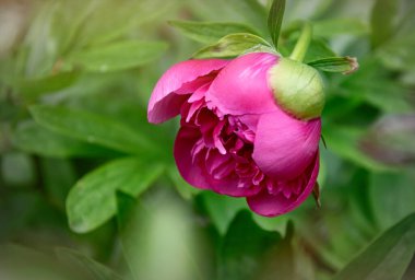 Pembe şakayık ve taze yeşil bahar bahçesi