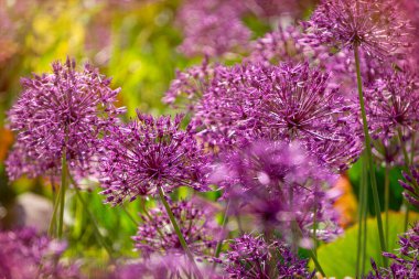 Bahar bahçesinde açan mor alyan çiçeği