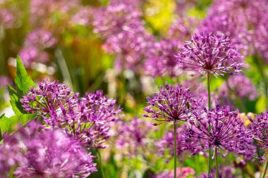 Bahar bahçesinde açan mor alyan çiçeği