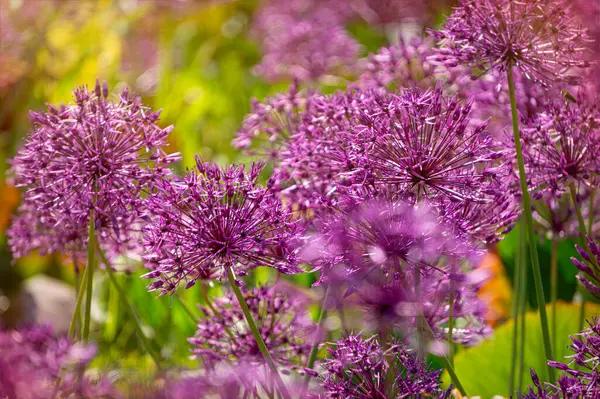 Bahar bahçesinde açan mor alyan çiçeği