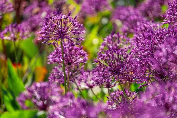 Bahar bahçesinde açan mor alyan çiçeği