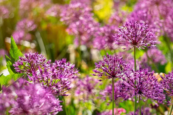 Bahar bahçesinde açan mor alyan çiçeği