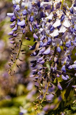 Çiçekli bahar mor bahçe salkımı