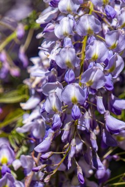 Çiçekli bahar mor bahçe salkımı