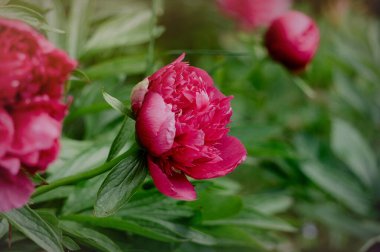 Pembe şakayık ve taze yeşil bahar bahçesi