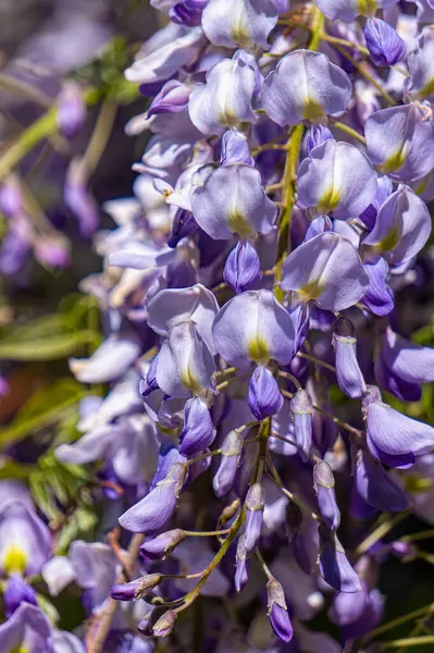 Çiçekli bahar mor bahçe salkımı